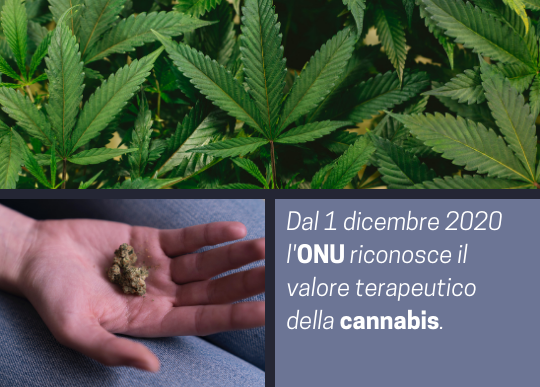 valore terapeutico cannabis (002).png